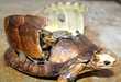18 Animalistic Steampunk Creations