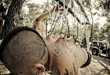 12 Freaky Ritual Suspension Innovations