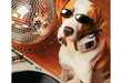 100 Peculiar Products for Pooches