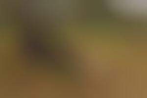 The Modern Weekly China Blends Buildings with Countrified Captures