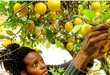 30 Local Food Innovations