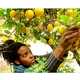 Local Food Innovations 1