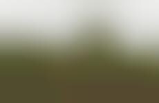 Barely-There Blurred Portraits