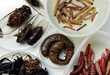 10 Edible Insect Delicacies
