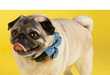 30 Adorable Pug Photos