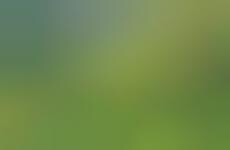 Idyllic Pasture Photographs