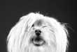 100 Adorable Examples of Pet Photography