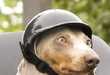 21 Personifying Pet Hats