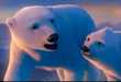 51 Polar Bear Appearances
