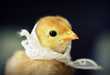 11 Examples of Dashing Animal Attire