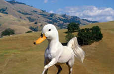 These Reddit Photoshopped Animal Hybrids are Utterly Ridiculous