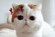15 Feline-Inspired Portraits