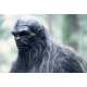 Bigfoot Photos and Videos Inspiring Comedy