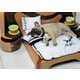 DOM:cool-housewarming-gifts