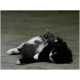 Deep Animal Relaxation Galleries -  Kittens I've Killed  (GALLERY) 8