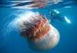 42 Creations Inspired by Marine Life