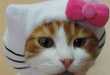 10 Sets of Halloween Costume Ideas for Pets and Babies
