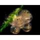 Nikon's 'Small World' Embryos 8