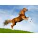 31 Equestrian Innovations in Honor of the Breeders Cup 7