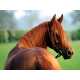 31 Equestrian Innovations in Honor of the Breeders Cup 3 9