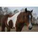 31 Equestrian Innovations in Honor of the Breeders Cup 5 11