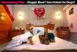 Doggie Beer? Love Hotels for Dogs? (HD Launch)