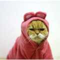 Fed Up Felines - Brilliant Fancy Dress Ideas For Your Cat