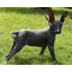 48 Petcessories To Make Even A Peruvian Hairless Dog Less Ugly 5 8