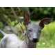 48 Petcessories To Make Even A Peruvian Hairless Dog Less Ugly 7 10