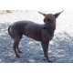 48 Petcessories To Make Even A Peruvian Hairless Dog Less Ugly 8 11