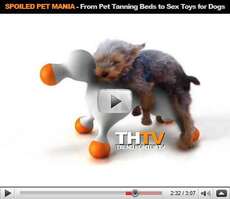 Spoiled Pet Mania - Chicken Flavored Bubbles, Canine Mansions, and Love Dolls for Dogs