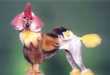 11 Peculiar Painted Animals