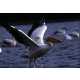 30 Birdtastic Innovations 4 9