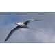30 Birdtastic Innovations 5 10