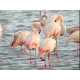 30 Birdtastic Innovations 6 11