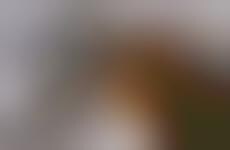 Internationally Inspired Bedding