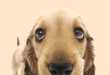 55 Incredible Innovations in Animal Care