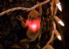 Tree Frog Swallows Christmas Light