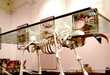 25 Macabre Home Decor Options