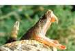34 Snake Innovations
