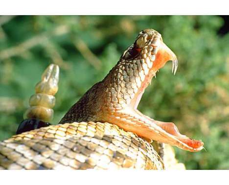{SummaryTitle}