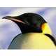 12 Penguin-novations 2