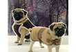 25 Human-Like Canine Fashions