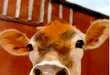 42 Beefy Innovations