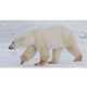 75 Bewitching Bears 4