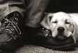 25 Innovative Pups