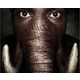 30 Animal and Human Hybrids 4