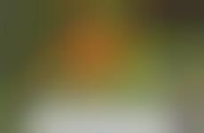 Photo-Only Wikis
