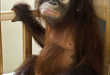 38 Examples of Monkey Business