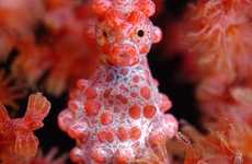 Cool Coral